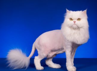 Как выбрать машинку для стрижки кошек