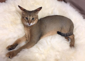 Уход за Чаузи