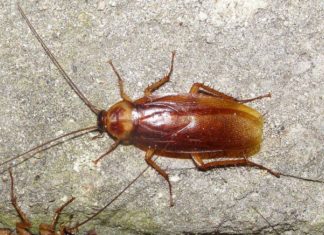 Как избавиться от тараканов?