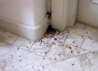 С чего начать борьбу с насекомыми?