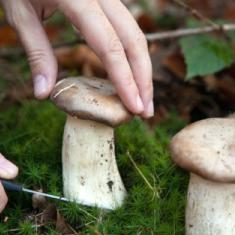 Собирать грибы во сне: что означает по соннику?