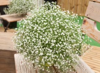 Гипсофила: яркие цветы для ярких особ