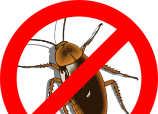 Дезинсекция: эффективная борьба с тараканами