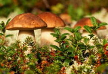 Грибы в пищевой и лекарственной промышленности